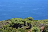 Wanderung im Nordesten - Cueva de Buracas - Drachenbaumwald