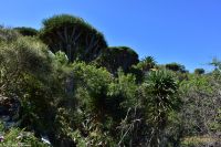 Wanderung im Nordesten - Cueva de Buracas - Drachenbaumwald