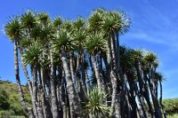 Wanderung im Nordesten - Cueva de Buracas - Drachenbaumwald