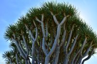 Wanderung im Nordesten - Cueva de Buracas - Drachenbaumwald