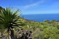 Wanderung im Nordesten - Cueva de Buracas - Drachenbaumwald