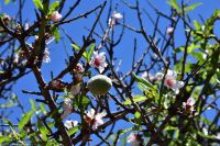 Mandel und Mandelblüte