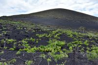 Vulkan Teneguia - Weinanbau