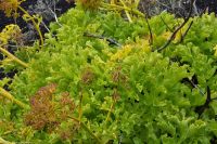 Wanderreise - La Palma - Pionierpflanzen