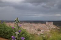 Es blüht über Toledo