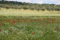 Auf solchen Wiesen dürfen die Manchego-Schafe für den Manchego-Käse weiden