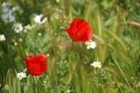 Mohn, Mäusegerste und Hundskamille