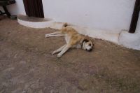 Ein Kalb von einem Hund