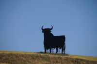 99 dieser Stiere stehen in Spanien verteilt