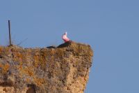 Kein Flamingo, kein Photoshop: eine rosa Taube in Carmona