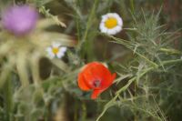 Distel, Mohn, Hundskamille