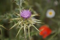 Distel, Mohn, Hundskamille