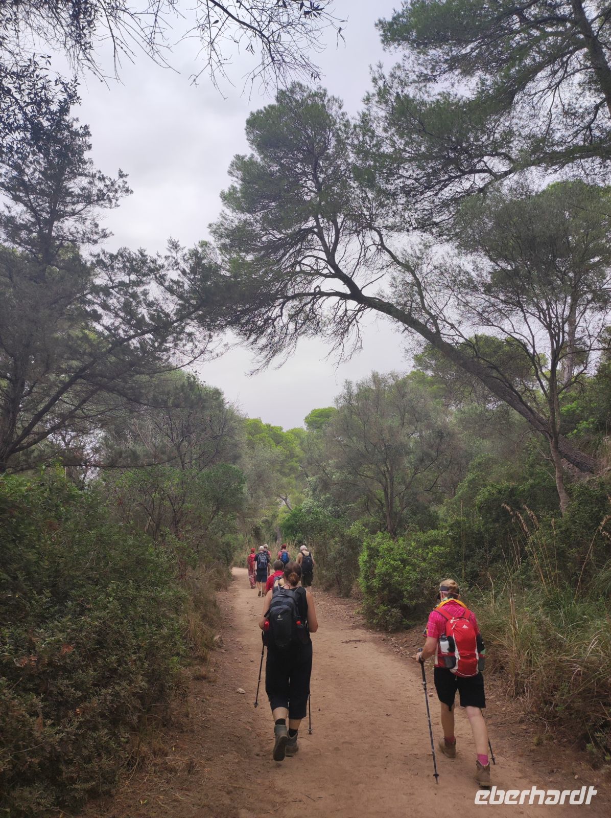 Wanderweg durch den Pinienwald