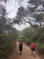 Wanderweg durch den Pinienwald