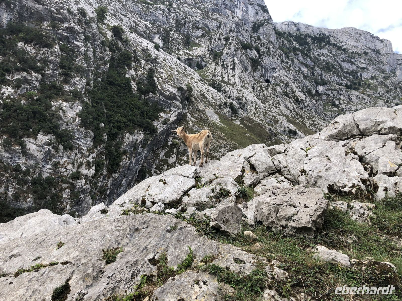 Tierische Begleitung