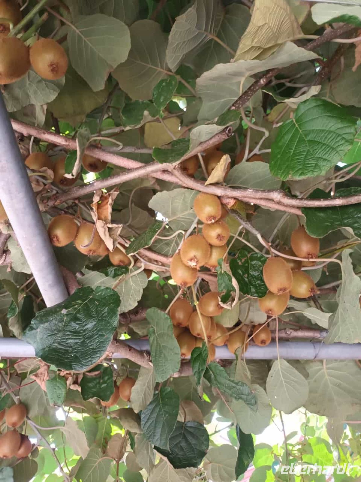 Blick in die Gärten am Weg