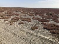 Donana-Nationalpark Ausgetrocknete Marsch