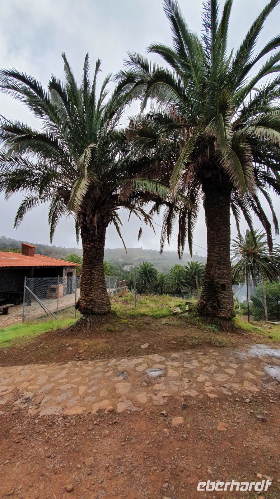 Palmen, an denen der Palmensaft abgezapft wird