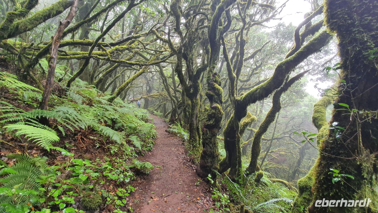 Wanderung durch den Lorbeerwald