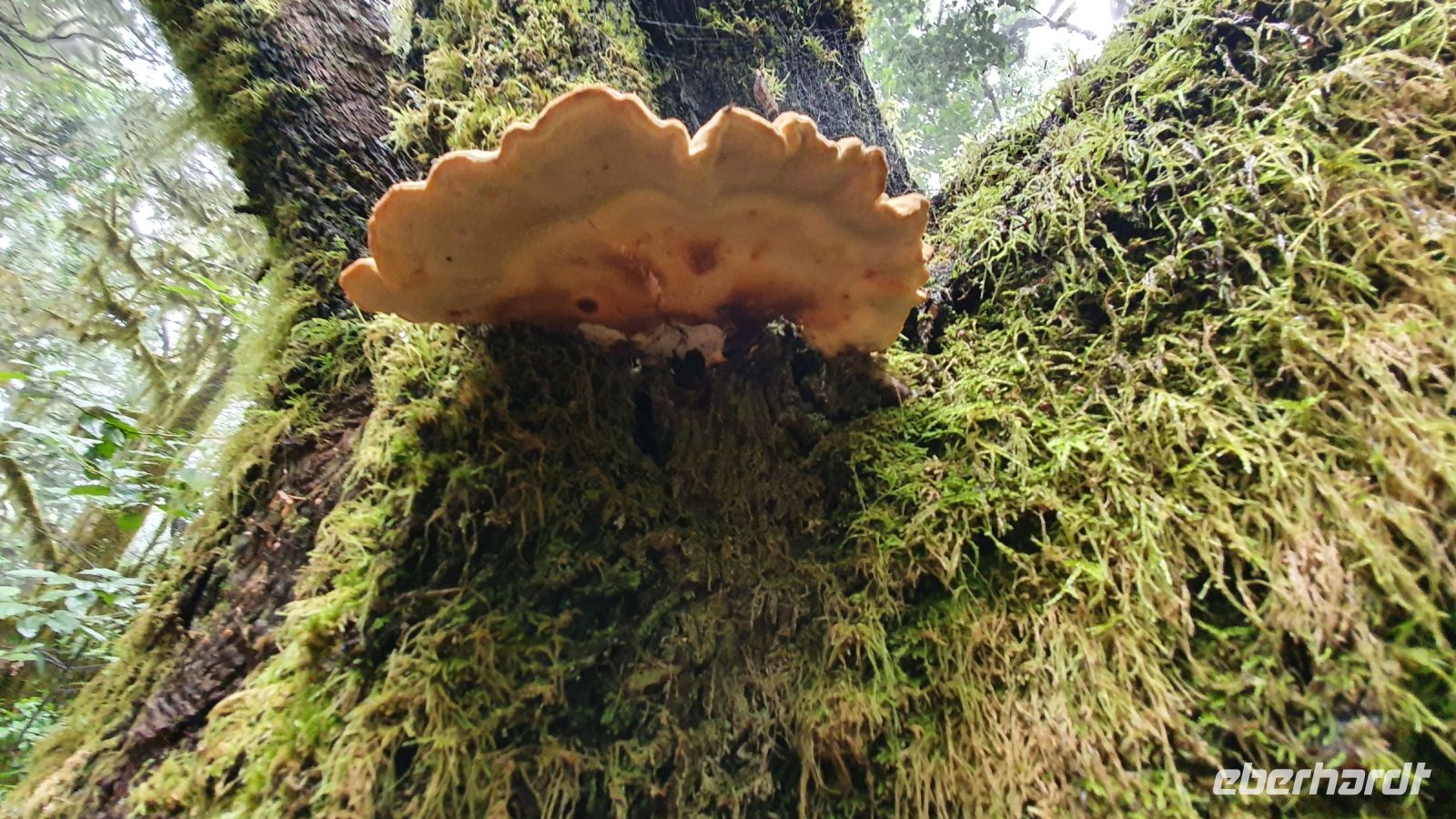 Pilz im Märchenwald