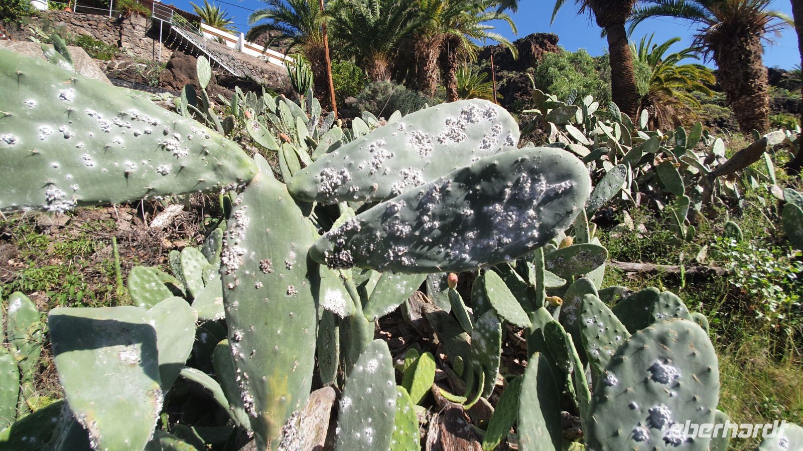 Kaktusfeigen mit der Cochenilleschildlaus