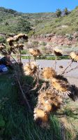 vertrocknete Milchdistel auf La Gomera