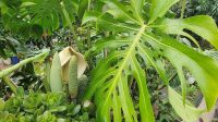 La Gomera, Monstera mit Blüte und Früchten