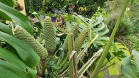 La Gomera, Monstera, Früchte