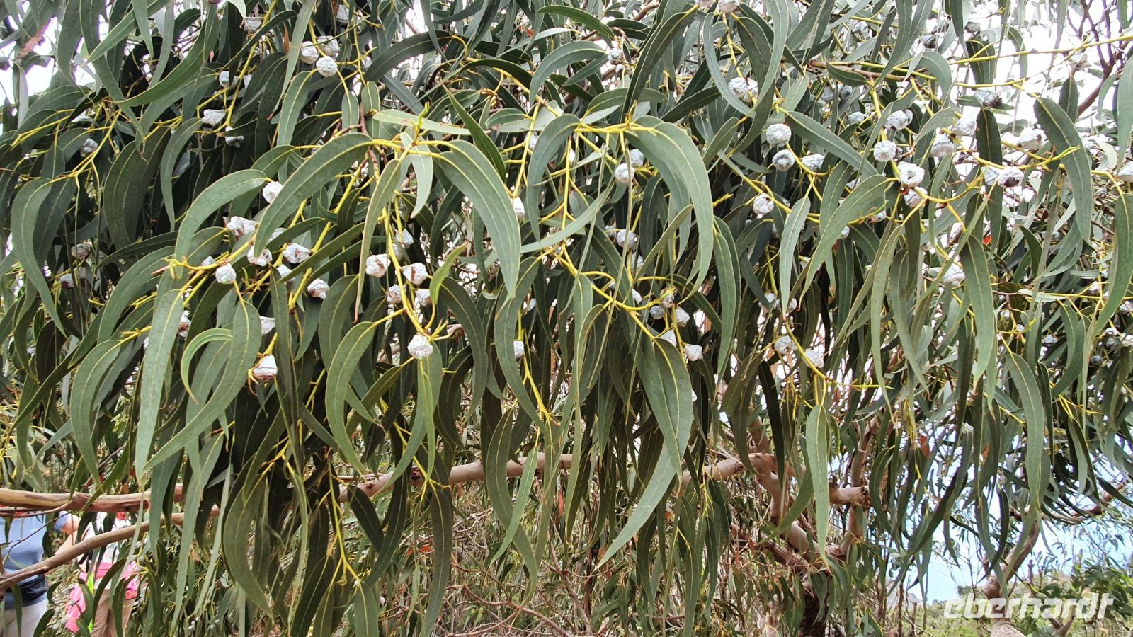 La Gomera, Eukalyptus