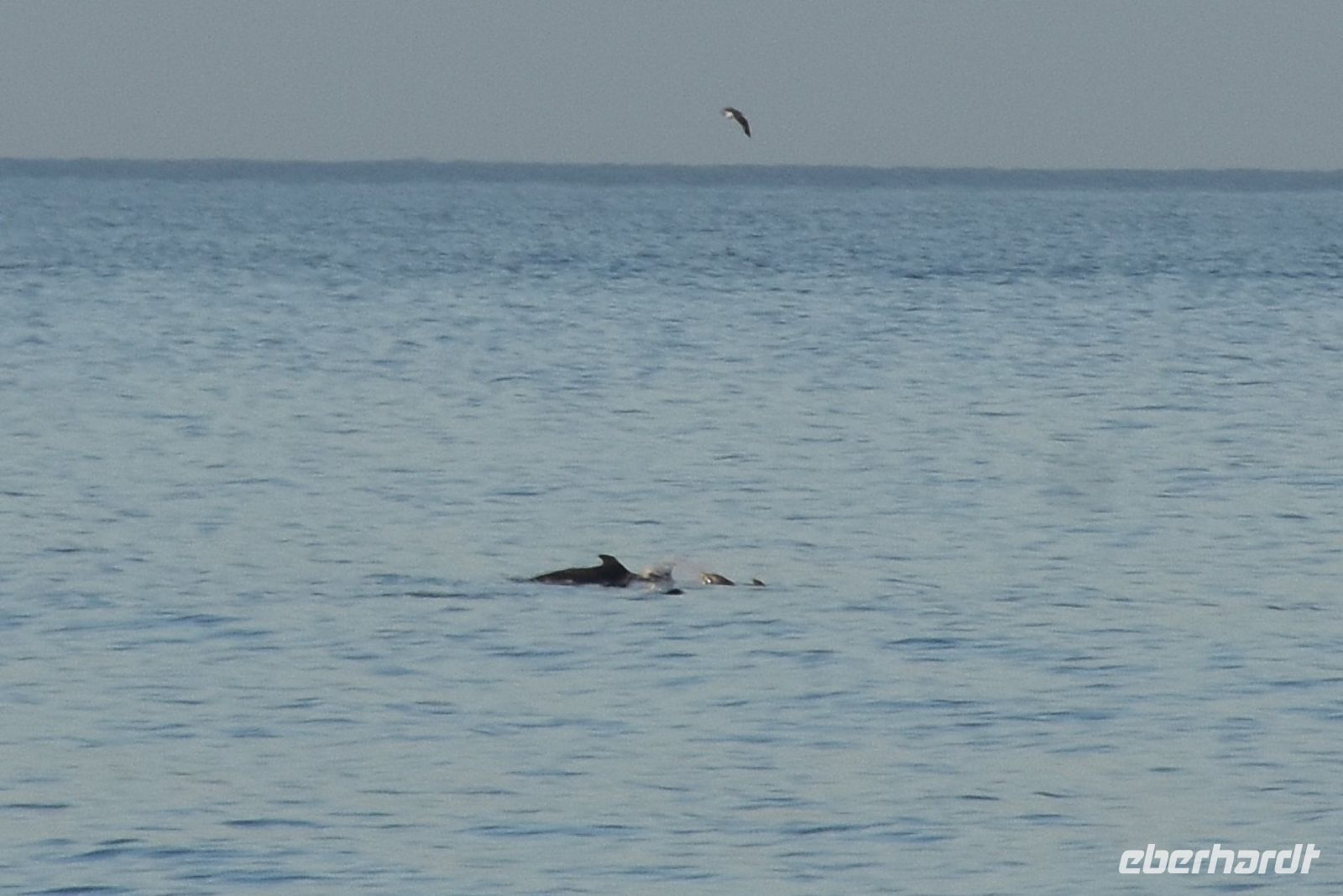 Delphine auf der Fährüberfahrt La Gomera nach Teneriffa