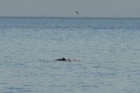 Delphine auf der Fährüberfahrt La Gomera nach Teneriffa