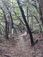 Märchenwald im Anaga Gebirge auf Teneriffa