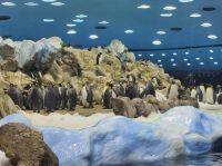 Loro Parque Pinguin Arena