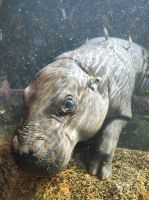 Flussnilpferd Loro Parque