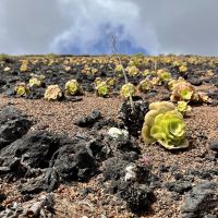 Succulents in Stein und Sand