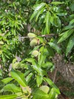 Mandeln in Salamanca