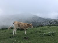 fast wie in den Alpen - Covadonga Seen