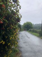 Blumenpracht am Wegesrand