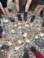 alle erhalten heute Muscheln - das Zeichen des Pilgers