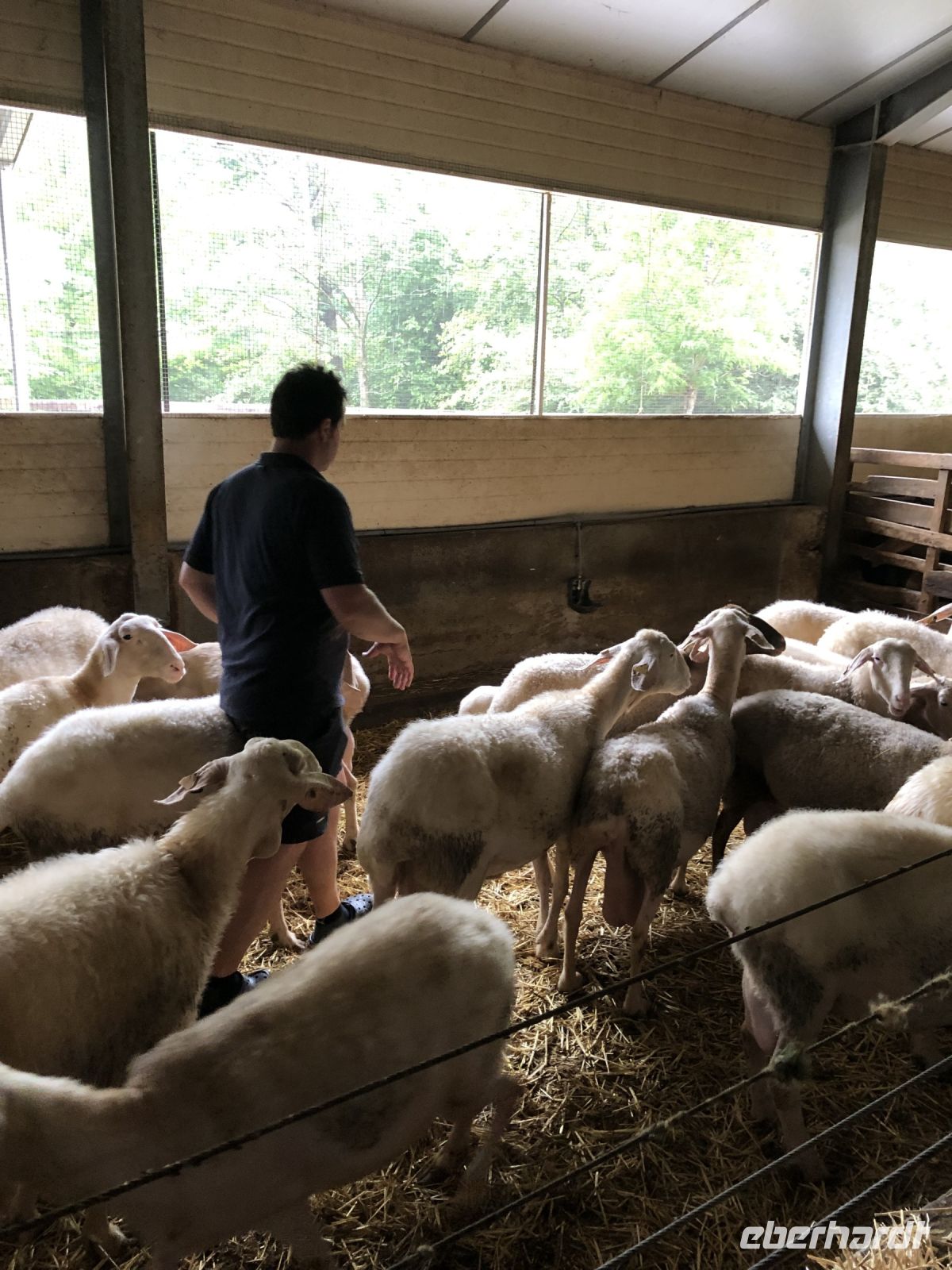 im Schafstall der Käserei