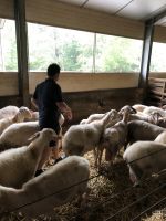 im Schafstall der Käserei