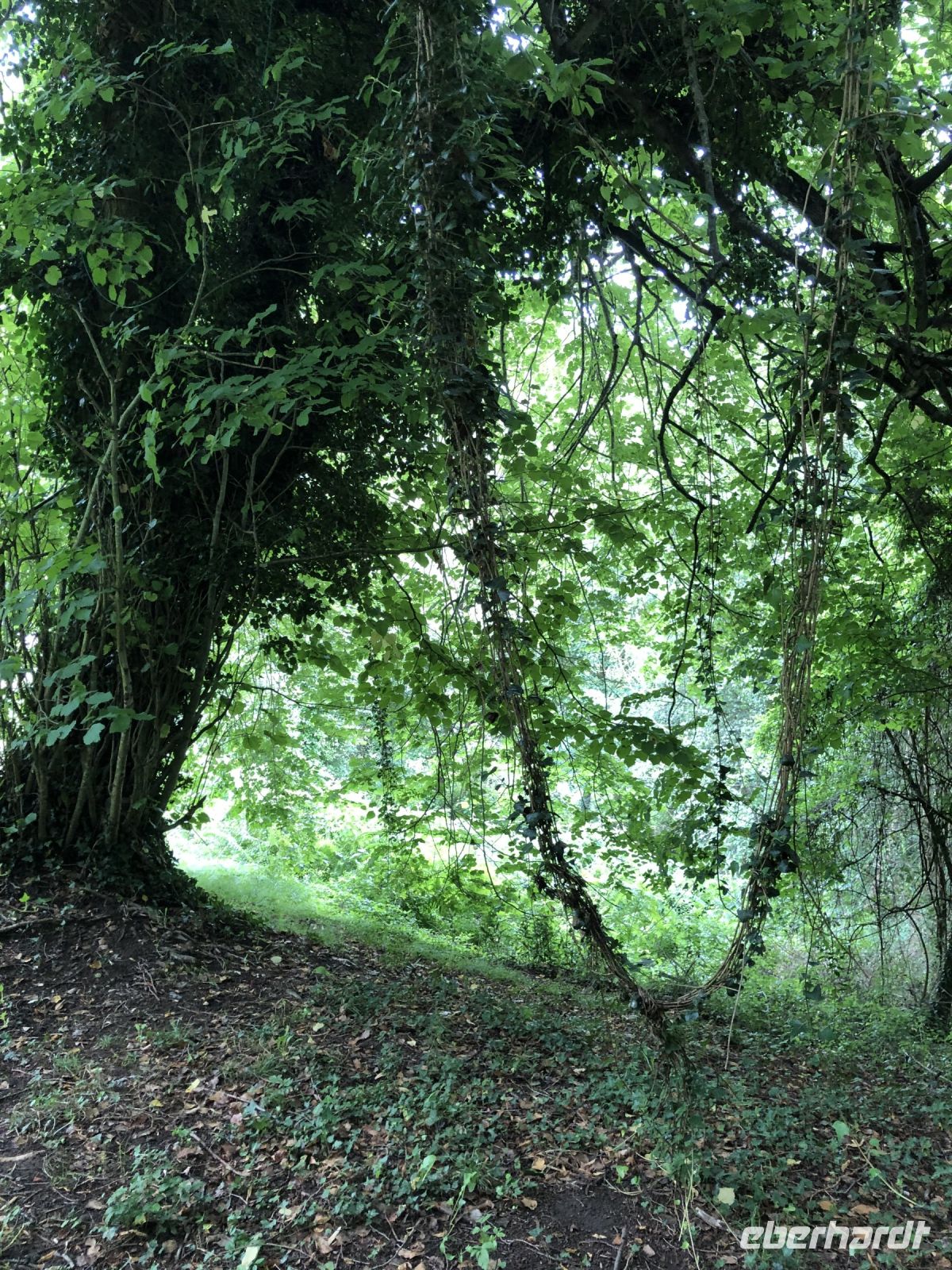 Feenlandschaft auf dem Monte Naranco