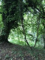 Feenlandschaft auf dem Monte Naranco