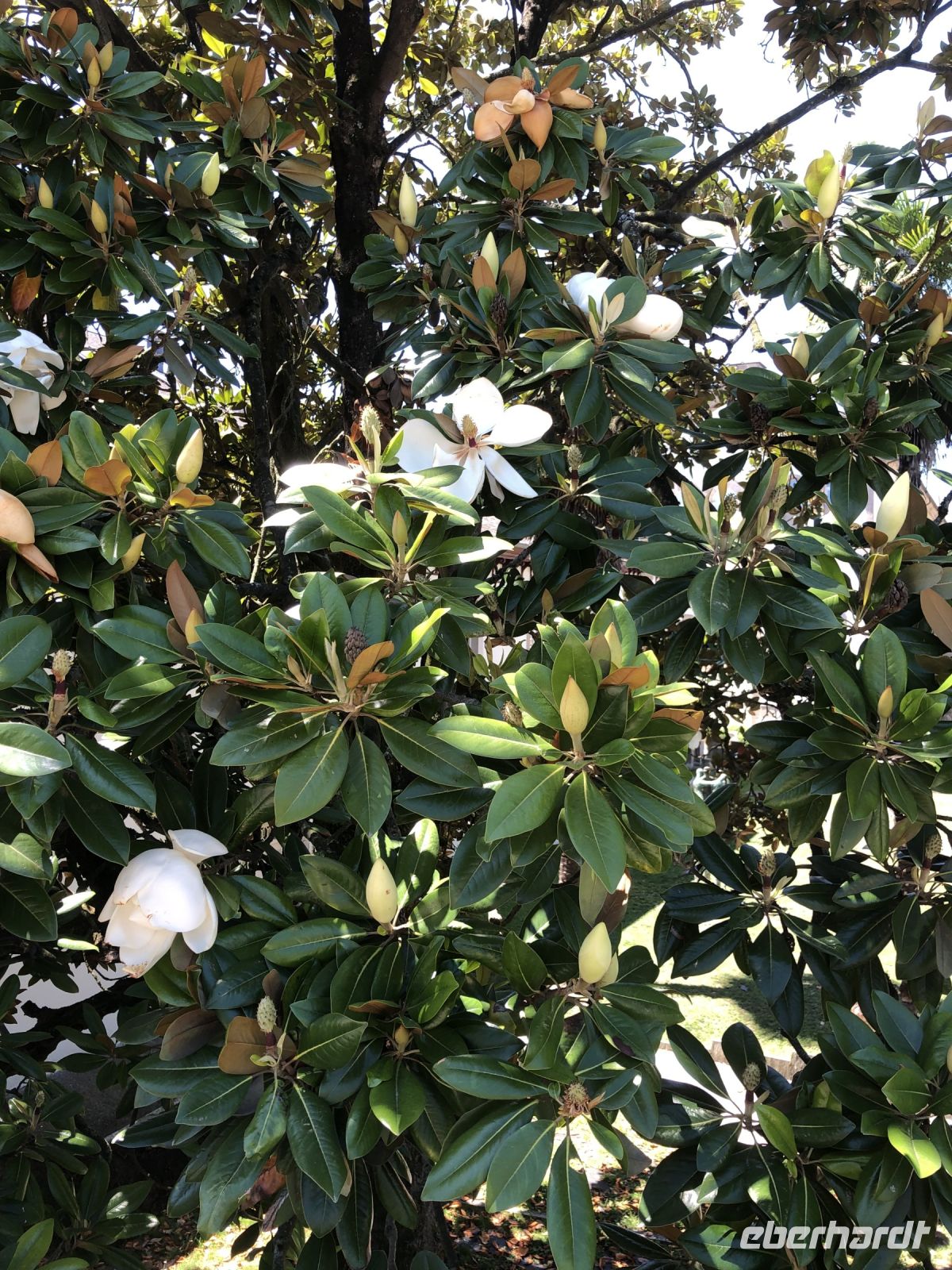 Riesenmagnolien in voller Blüte