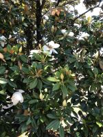 Riesenmagnolien in voller Blüte