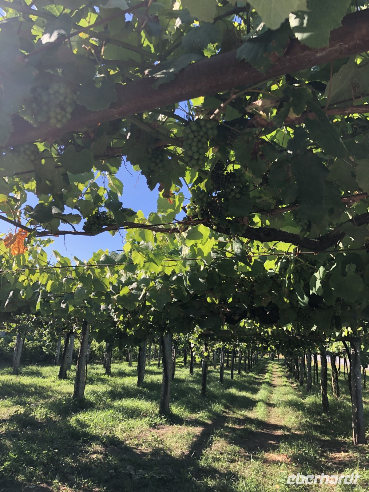 Weinanbau in Galicien