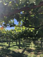 Weinanbau in Galicien