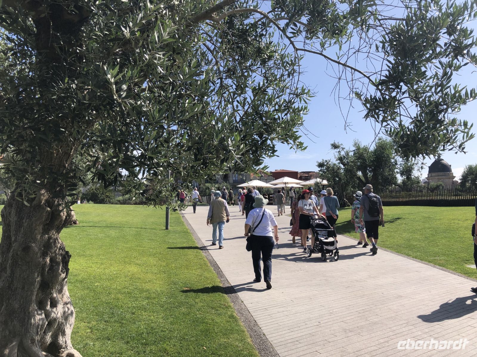 Olivenhain mitten in der Stadt Porto