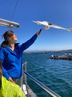 Muscheln für die Möwen