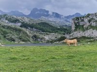 Wanderung bei den Covadonga-Seen (15)